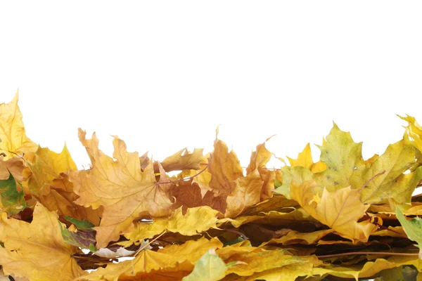秋のカエデの葉の分離白乾燥します。 — ストック写真