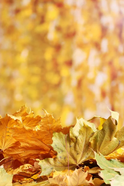 Droge herfst esdoorn bladeren op gele achtergrond — Stockfoto