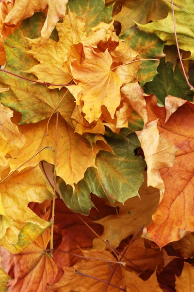 Autumn klonowe listowie zbliżenie — Zdjęcie stockowe