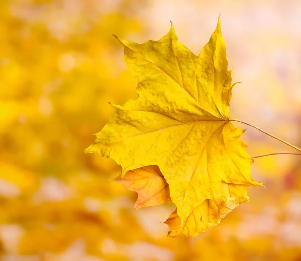Feuilles d'érable d'automne sèches sur fond jaune — Photo