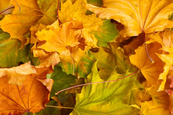 Tatlı akçaağaç sonbahar yaprakları — Stok fotoğraf