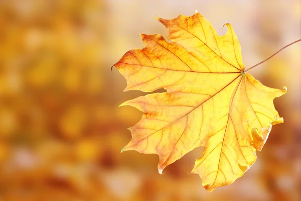 Asciutto autunno foglia d'acero su sfondo giallo — Foto Stock