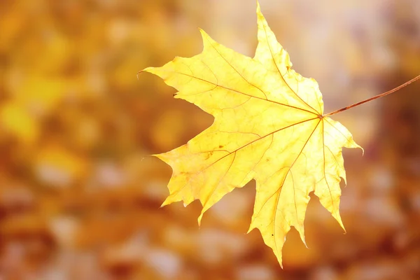 Hoja de arce de otoño seco sobre fondo amarillo —  Fotos de Stock