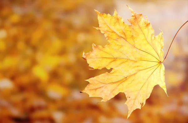 Outono seco folha de bordo no fundo amarelo — Fotografia de Stock