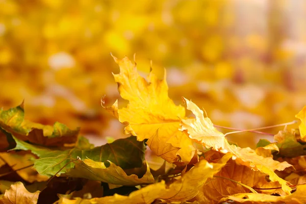 Στεγνώσει το φθινόπωρο τα φύλλα σφενδάμου σε κίτρινο φόντο — Φωτογραφία Αρχείου