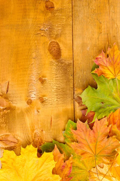 秋の木製の背景にカエデの葉を乾燥します。 — ストック写真