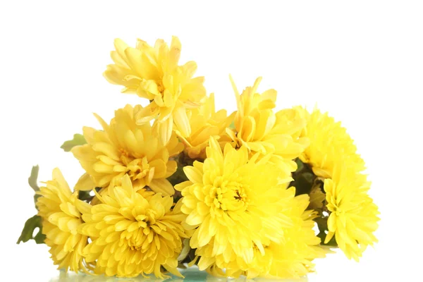 Květy žluté chryzantémy izolované na bílém — Stock fotografie
