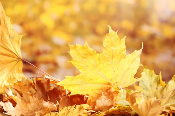 Feuilles d'érable d'automne sèches sur fond jaune — Photo