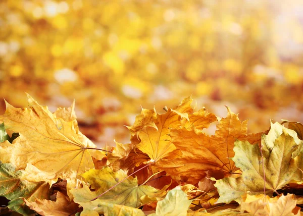 Hojas secas de arce de otoño sobre fondo amarillo —  Fotos de Stock