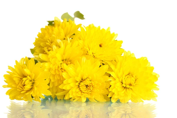 Желтые хризантемы цветы изолированы на белом — стоковое фото