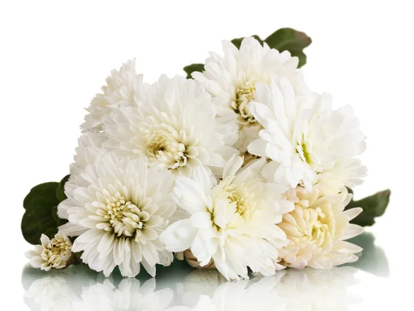 White chrysanthemums flowers isolated on white — Stock Photo, Image