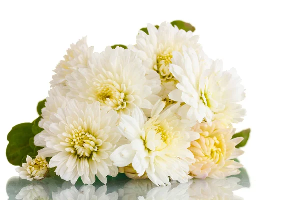 White chrysanthemums flowers isolated on white — Stock Photo, Image