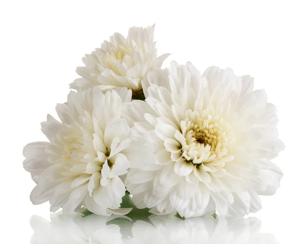 Fehér krizantém virág elszigetelt fehér — Stock Fotó