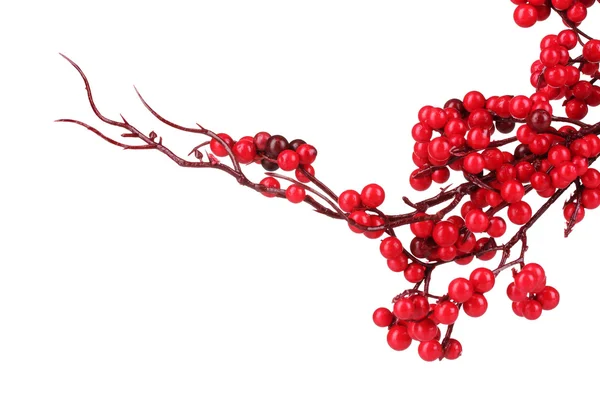 Beautiful branch with red berries isolated on white — Stock Photo, Image