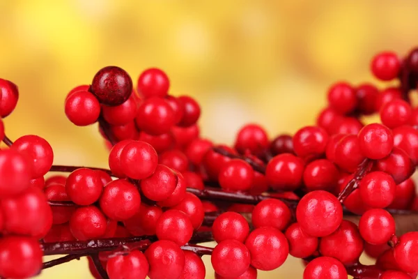 Krásný větev s červenými plody na žlutém podkladu — Stock fotografie