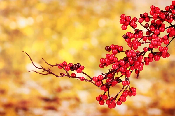 Bel ramo con bacche rosse su sfondo giallo — Foto Stock