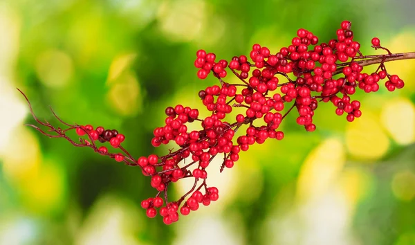 Hermosa rama con bayas rojas sobre fondo verde —  Fotos de Stock