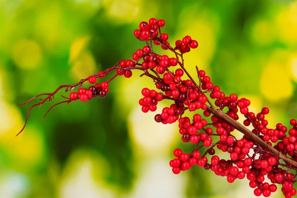 Bel ramo con bacche rosse su sfondo verde — Foto Stock