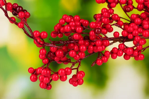 Beautiful branch with red berries on green background — Stock Photo, Image