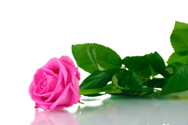 Rosa aislada sobre blanco —  Fotos de Stock