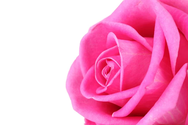 Pink rose closeup — Stock Photo, Image