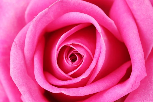 Ροζ τριαντάφυλλο closeup — Φωτογραφία Αρχείου