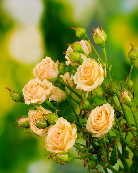绿色背景的美丽的小玫瑰 — 图库照片