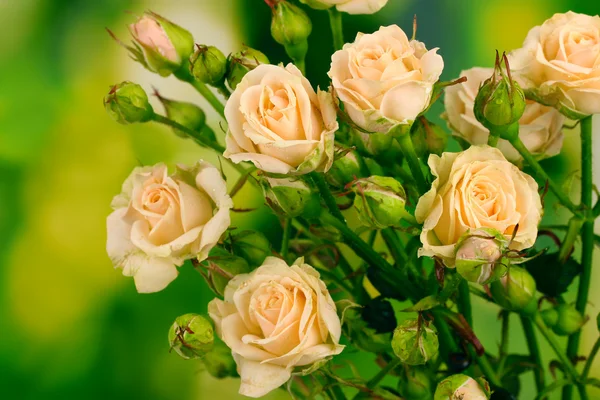 绿色背景的美丽的小玫瑰 — 图库照片