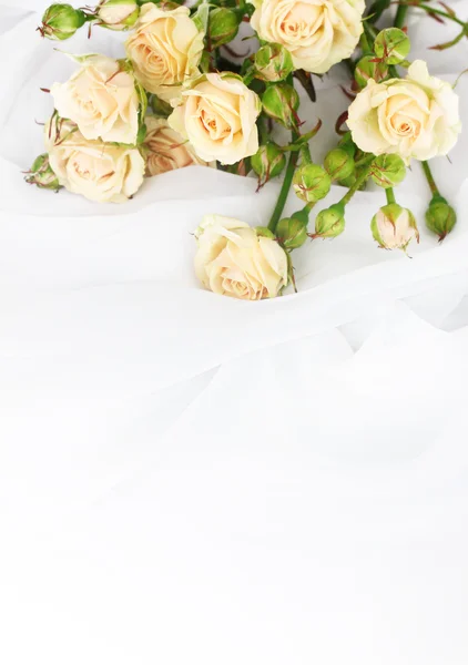 Kis fehér ruhával elszigetelt fehér rózsák — Stock Fotó