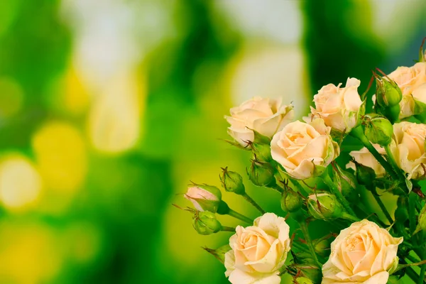 Krásné malé růže na zeleném pozadí — Stock fotografie