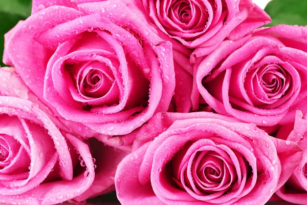 Många rosa rosor med vatten droppar närbild — Stockfoto