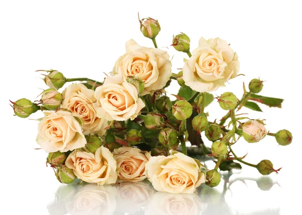 Small roses isolated on white — Stock Photo, Image
