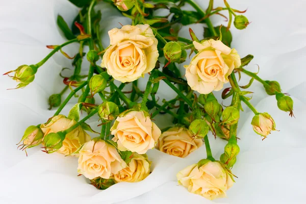 Beyaz bir bez üzerine beyaz izole küçük güller — Stok fotoğraf