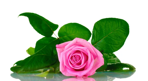 Rosa rosa isolado no branco — Fotografia de Stock