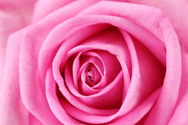 Ροζ τριαντάφυλλο closeup — Φωτογραφία Αρχείου