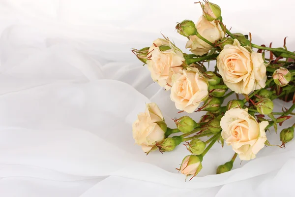 Pequeñas rosas en un paño blanco aislado en blanco — Foto de Stock