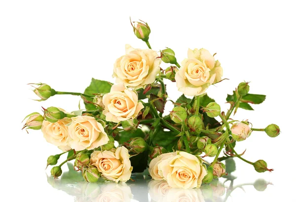 Kleine Rosen isoliert auf weiß — Stockfoto