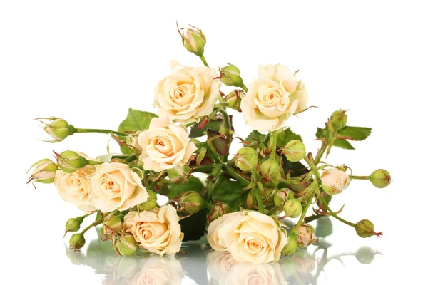 Małe róże na białym tle — Zdjęcie stockowe