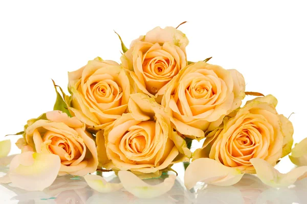 Many roses on white background — Stock Photo, Image