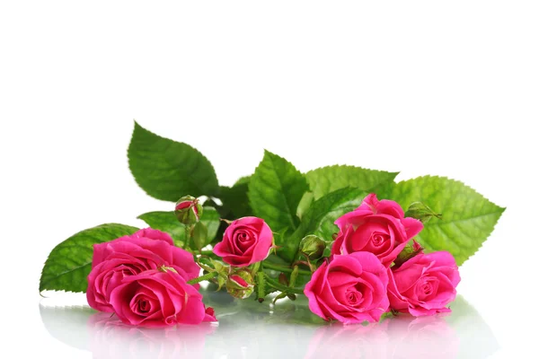 Molte rose rosa isolate su bianco — Foto Stock