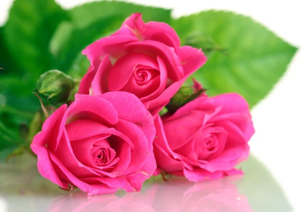 Muitas rosas rosa isoladas em branco — Fotografia de Stock