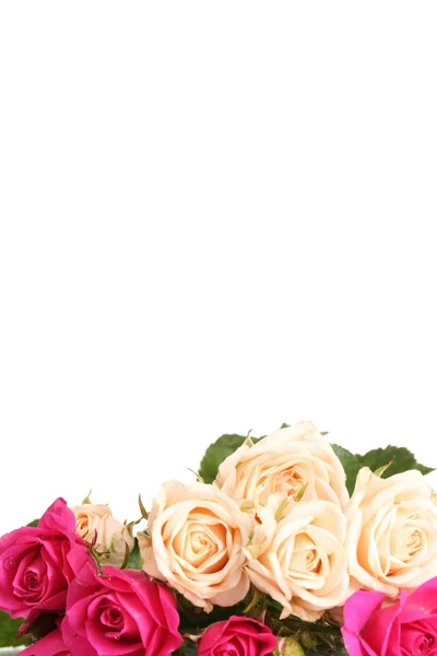 Biały i różowy róż na białym tle — Zdjęcie stockowe