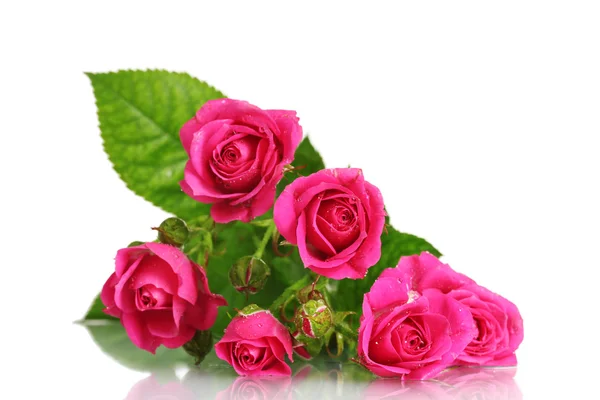 Πολλές ροζ τριαντάφυλλα που απομονώνονται σε λευκό — Φωτογραφία Αρχείου