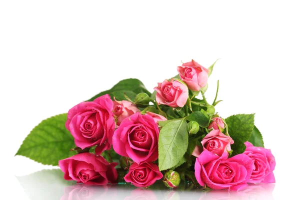 Muchas rosas rosadas aisladas en blanco — Foto de Stock