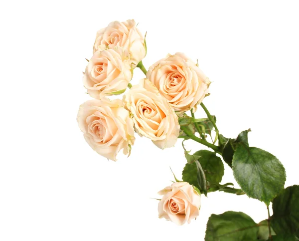Małe białe róże na białym tle — Zdjęcie stockowe