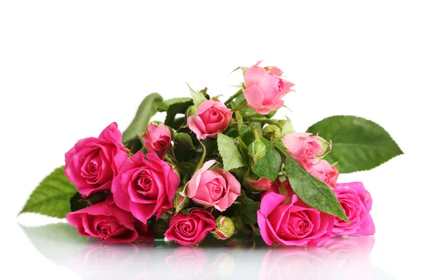 Många rosa rosor isolerad på vit — Stockfoto
