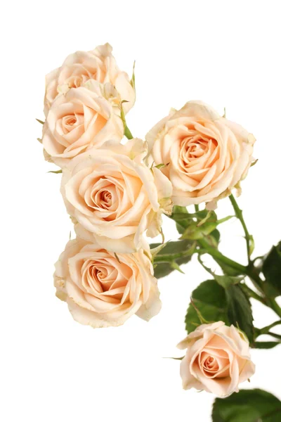 Lilla vita rosor isolerad på vit — Stockfoto