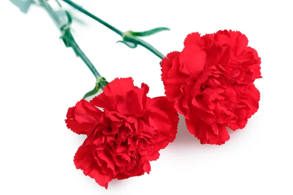 Dos claveles rojos aislados en blanco —  Fotos de Stock