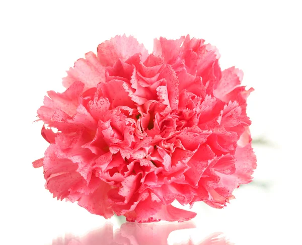 Pink carnation isolated on white — Stock Photo, Image