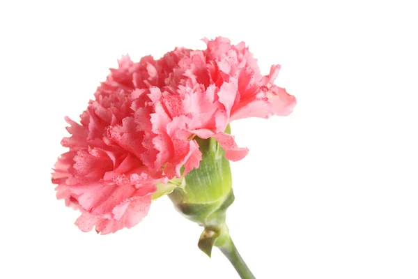 Garofano rosa isolato su bianco — Foto Stock